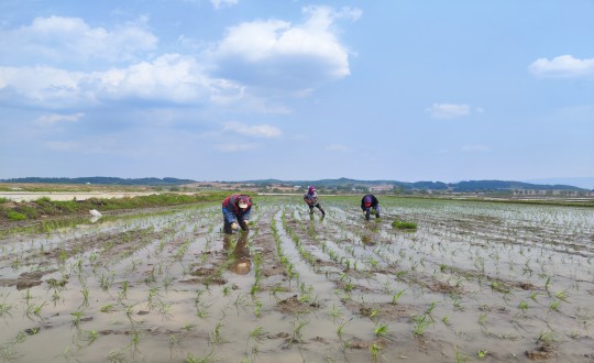 19.農(nóng)業(yè)總公司水稻插秧現(xiàn)場_副本.jpg 19.農(nóng)業(yè)總公司水稻插秧現(xiàn)場_副本.jpg